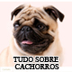Banner - Tudo sobre Cachorros
